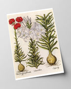 Weiße und rote Lilien