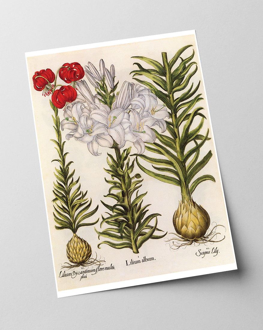 Weiße und rote Lilien