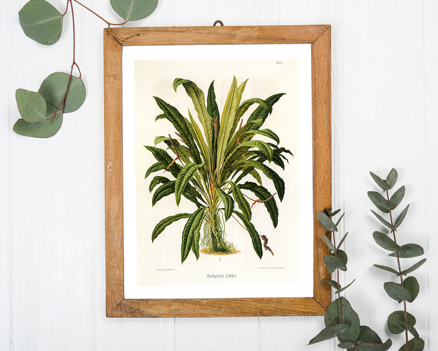 Anthurium Jilekii - Tropenpflanze