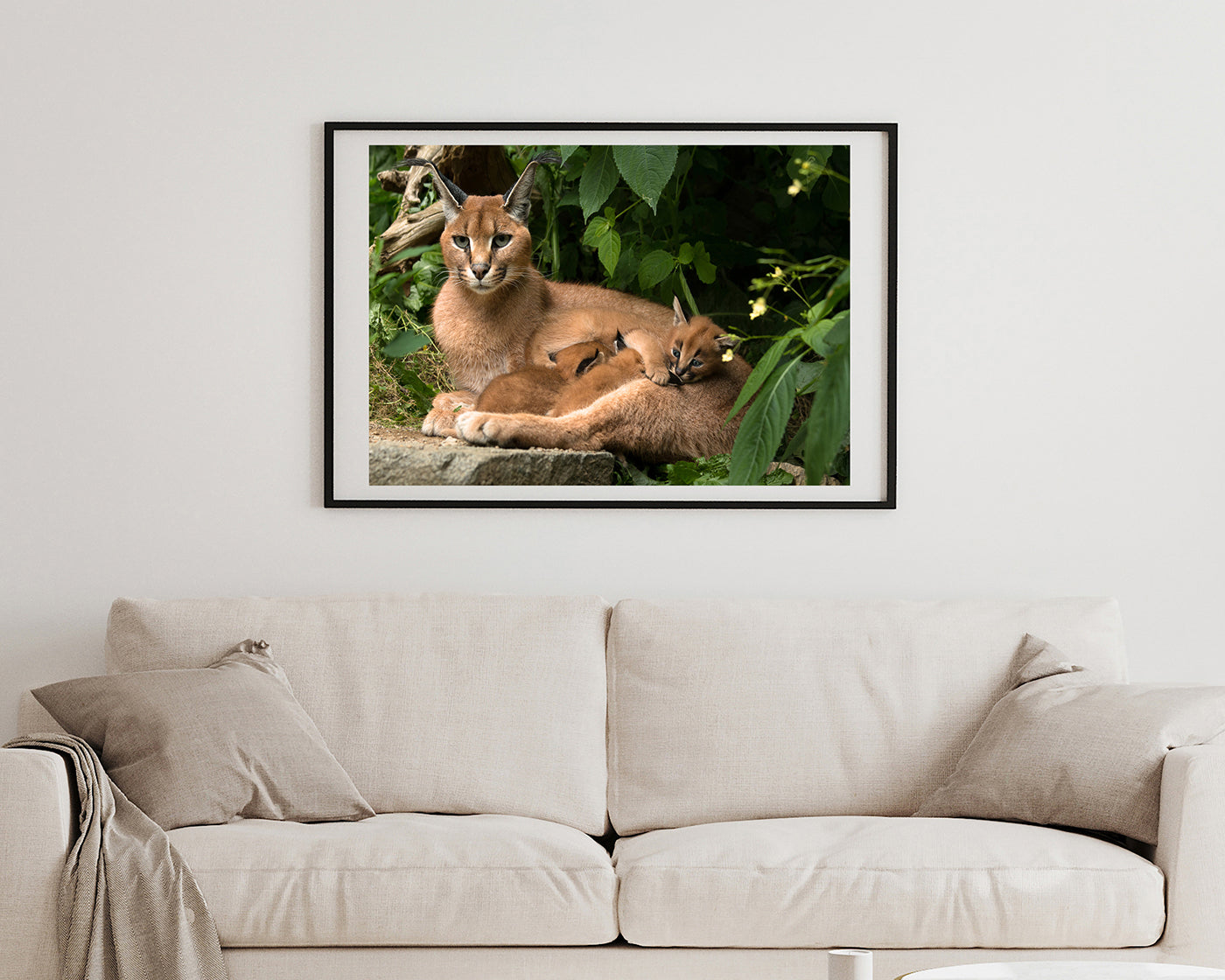 Karakal - Großkatze