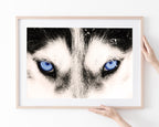 Blaue Husky-Augen