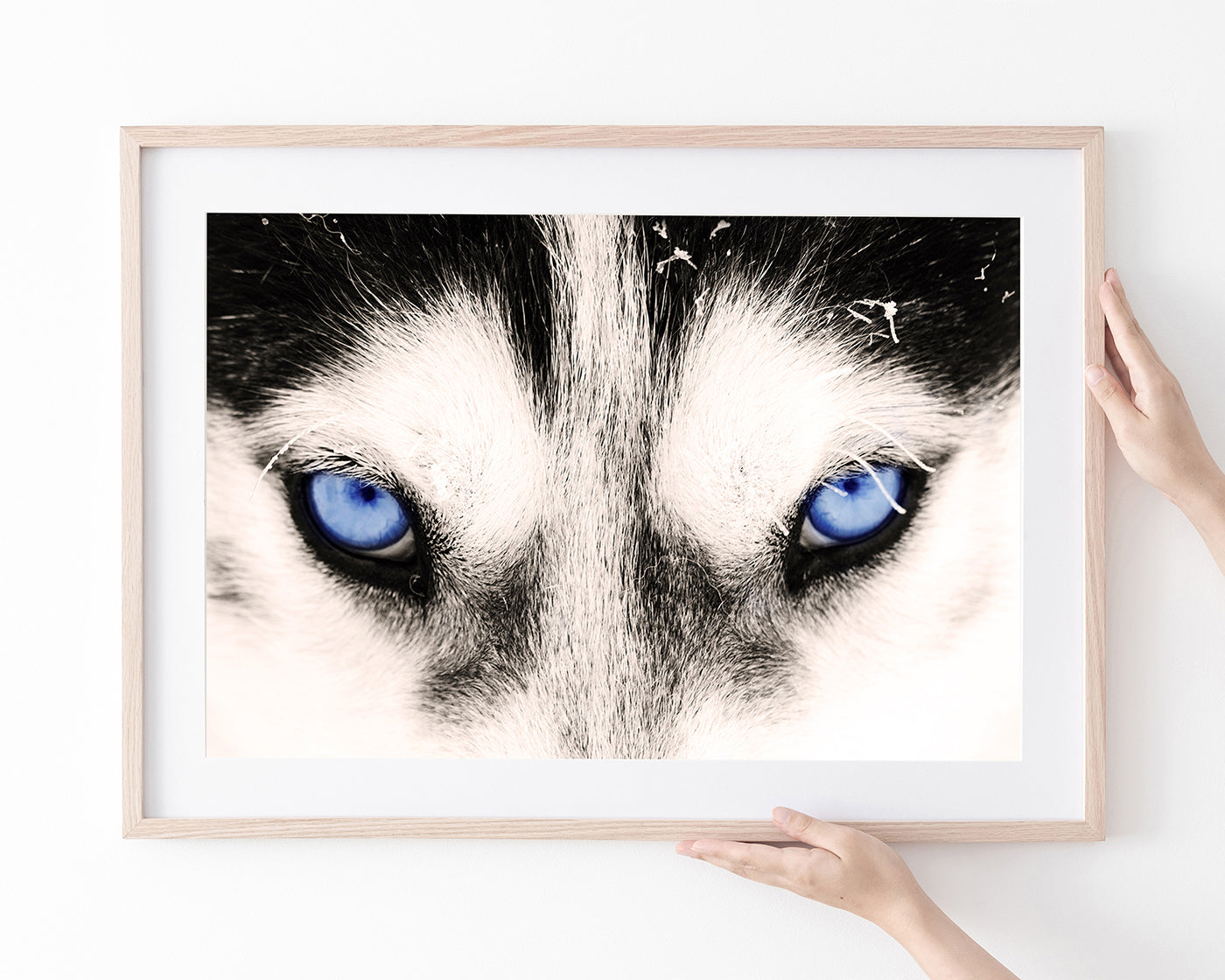 Blaue Husky-Augen