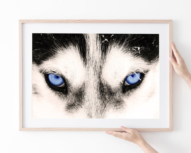 Blaue Husky-Augen Main Image