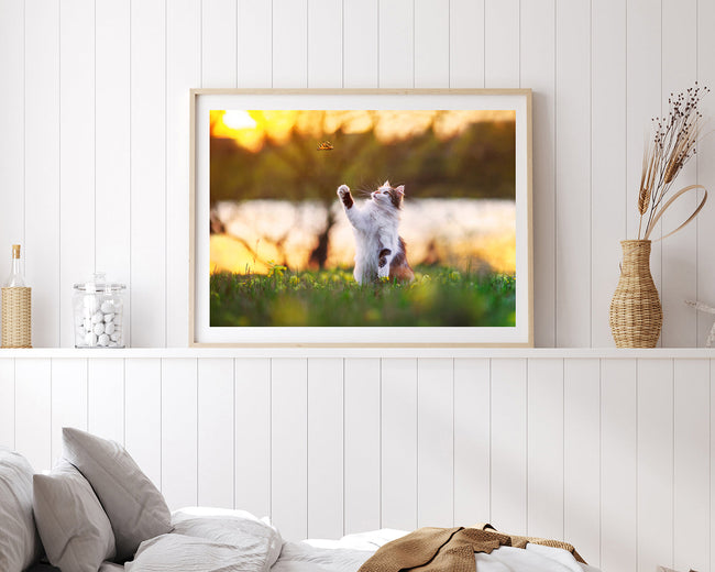 Katze mit Schmetterling Main Image