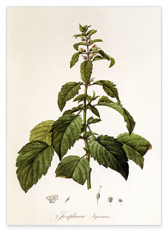 Josephinia imperatricis