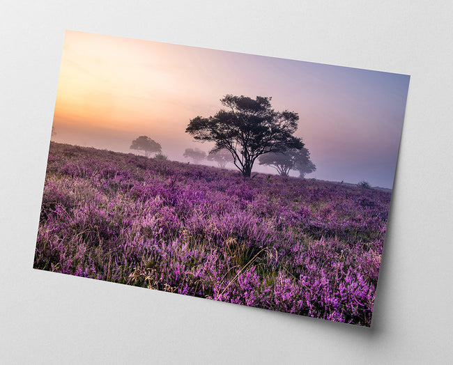 Wildes Lavendelfeld Main Image