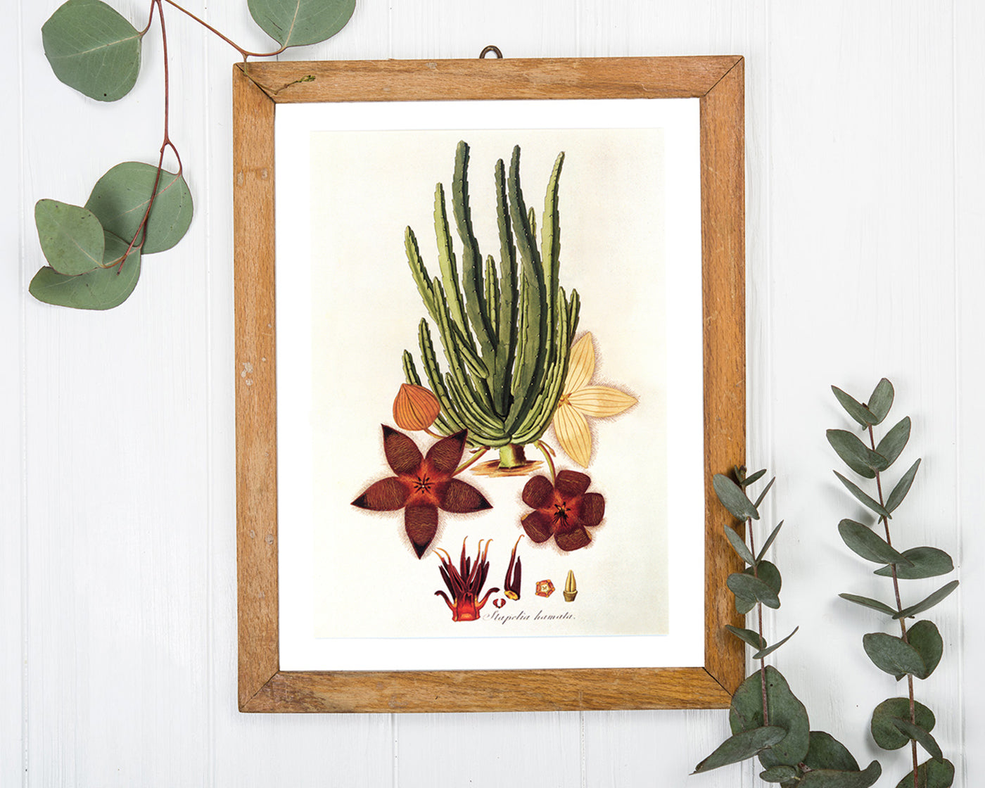 Stapelia Hircosa - Stapelien in Sternform