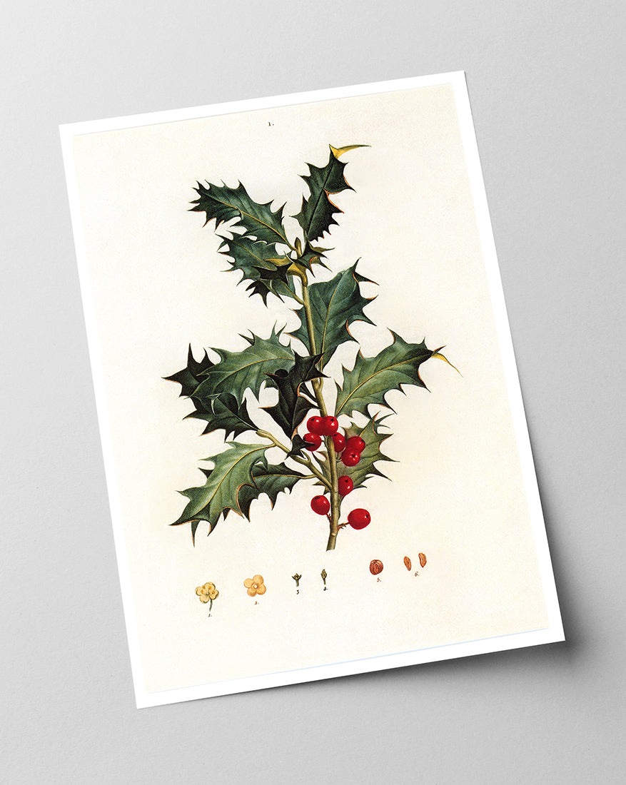 Stechpalme Weihnachten