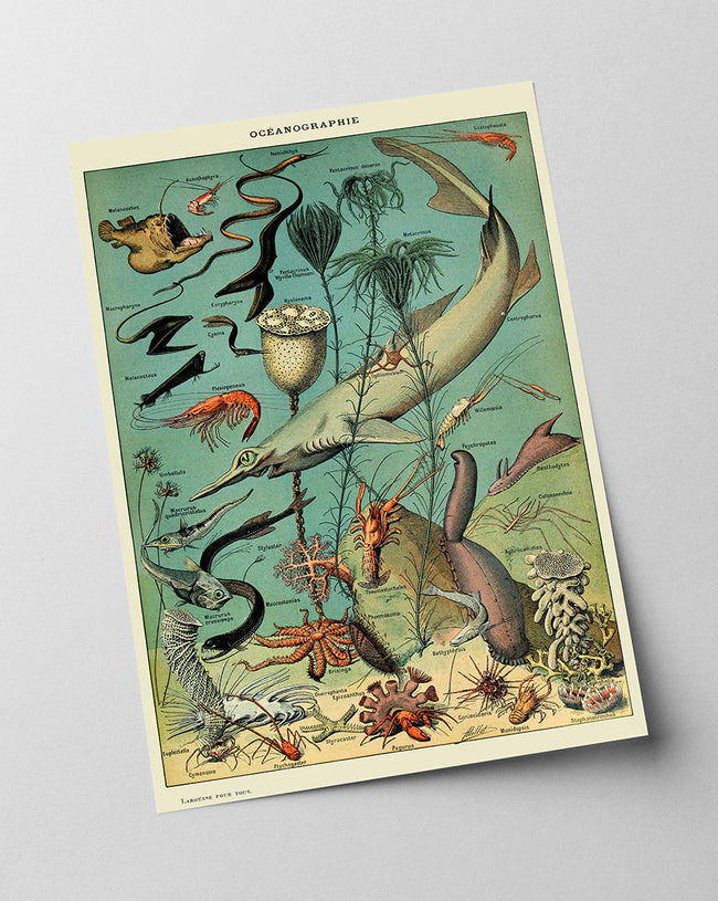 Adolphe Philippe Millot - Unterwasserwelt I Main Image