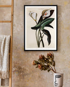 Zantedeschia Aethiopica - Weiße Lilie