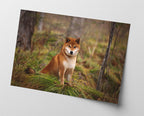 Shiba Inu im Wald