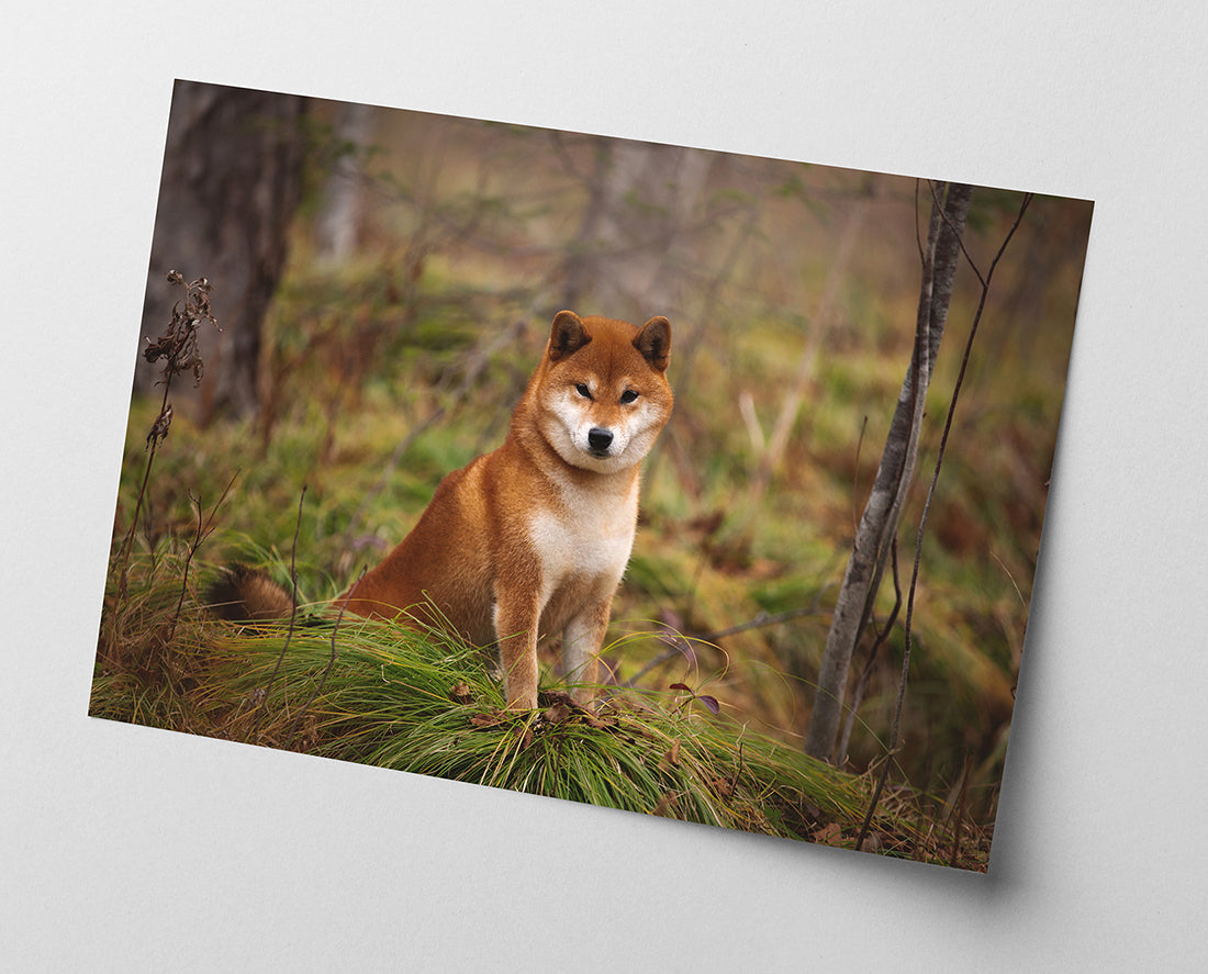 Shiba Inu im Wald