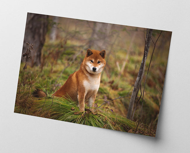 Shiba Inu im Wald Main Image