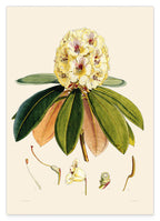 Weißer Rhododendron