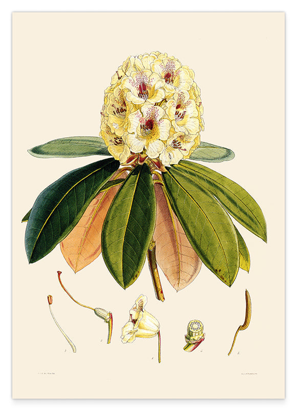 Weißer Rhododendron Hover Image