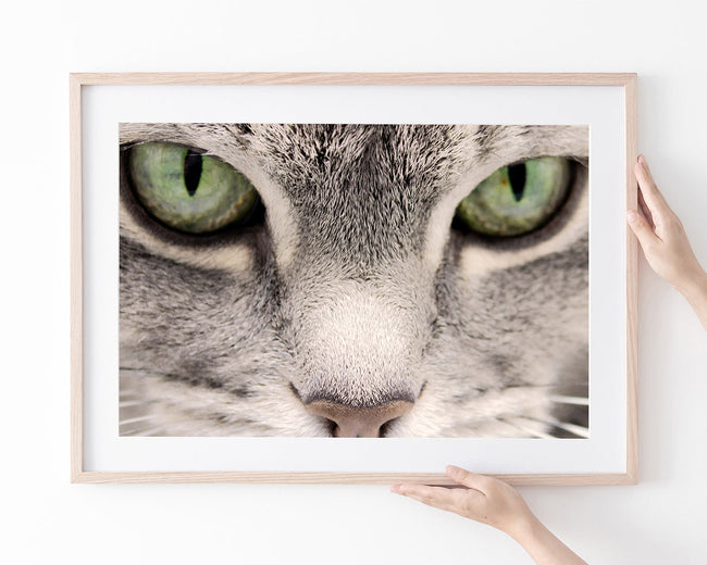 Katzen-Augen Main Image