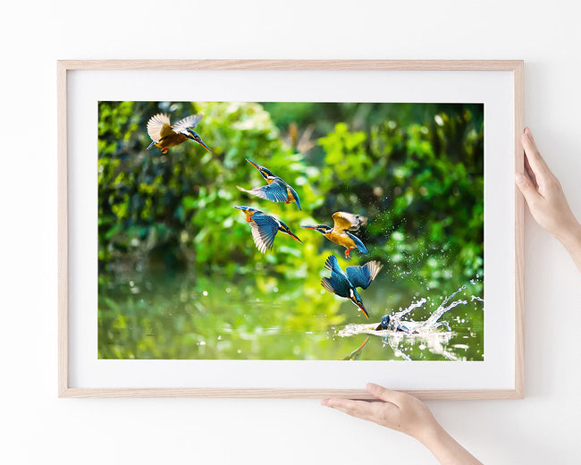 Eisvögel auf der Jagd Main Image