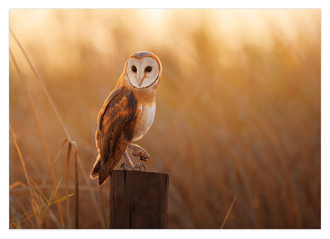 Eule in Sommerlandschaft Hover Image