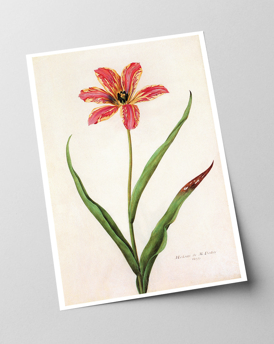 Blume mit orangener Blüte