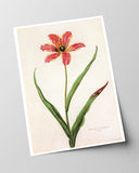 Blume mit orangener Blüte