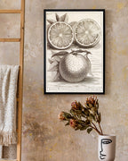 Citrus Aurantium - Zitruspflanze