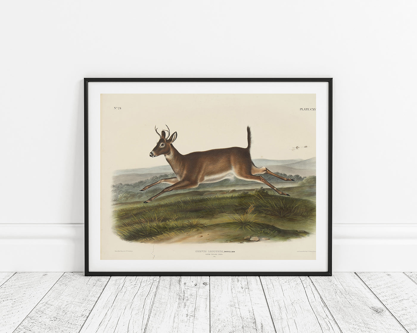 John James Audubon - Rennender Rehbock