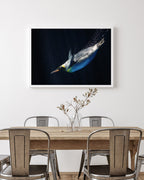 Schwimmender Pinguin