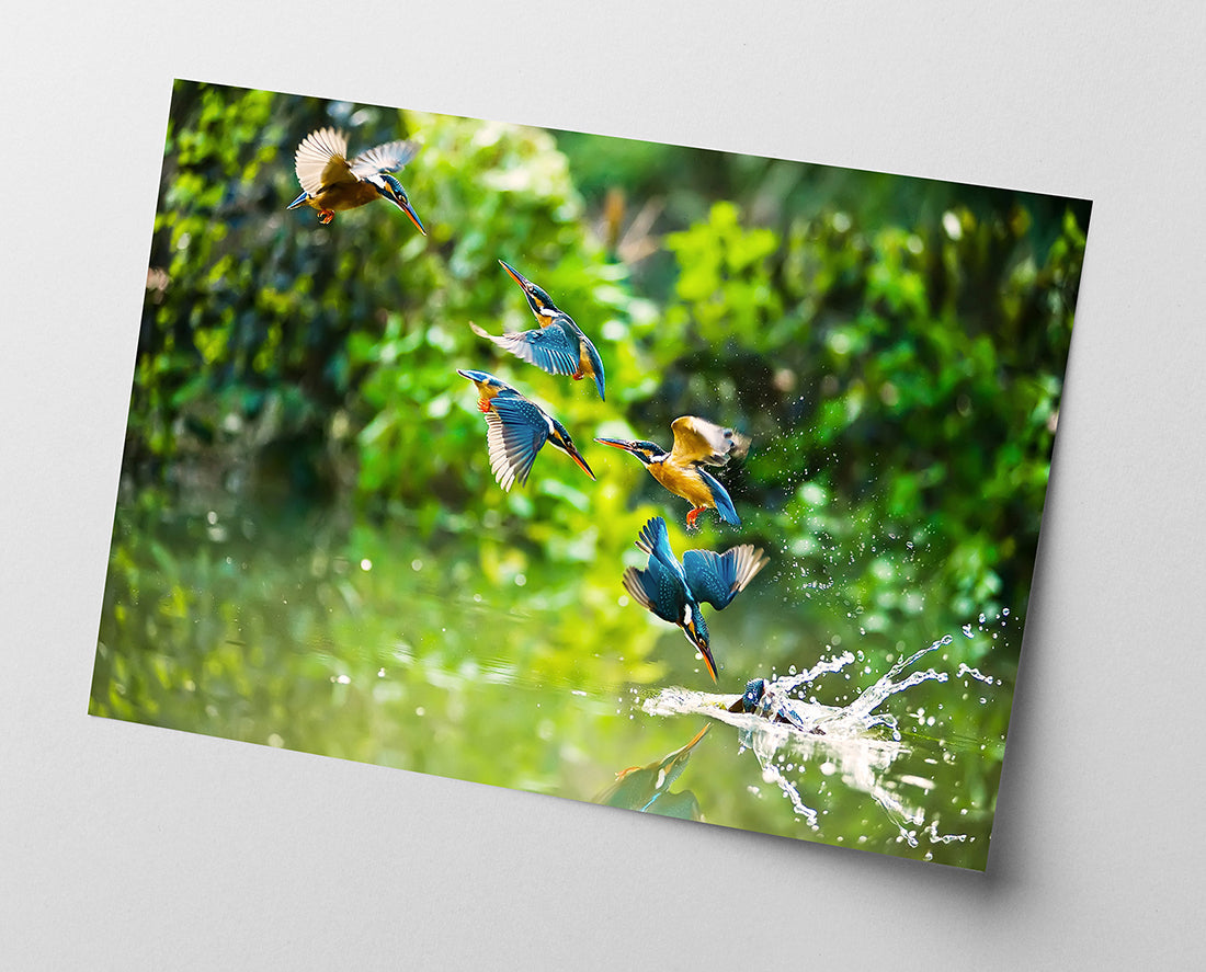 Eisvögel auf der Jagd