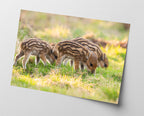 Wildschwein Frischlinge