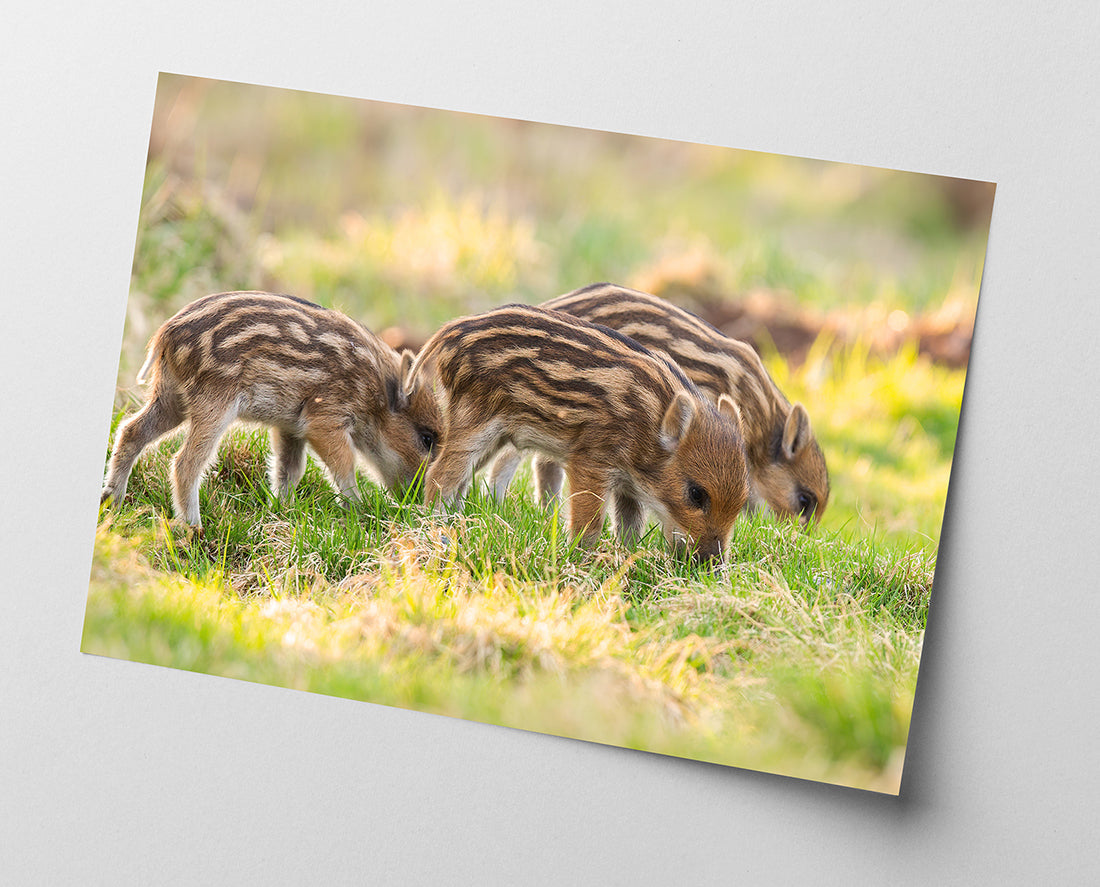 Wildschwein Frischlinge