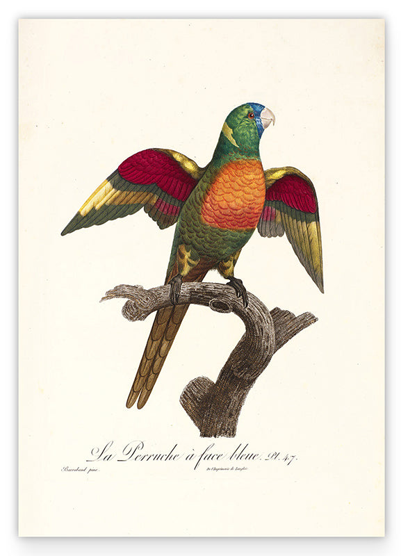François Levaillant - Bunter Paradiesvogel Hover Image