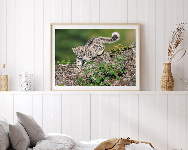 Schneeleoparden-Baby Main Image