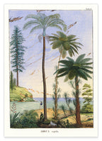 Areca Sapida - Tropische Landschaft
