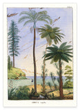 Areca Sapida - Tropische Landschaft