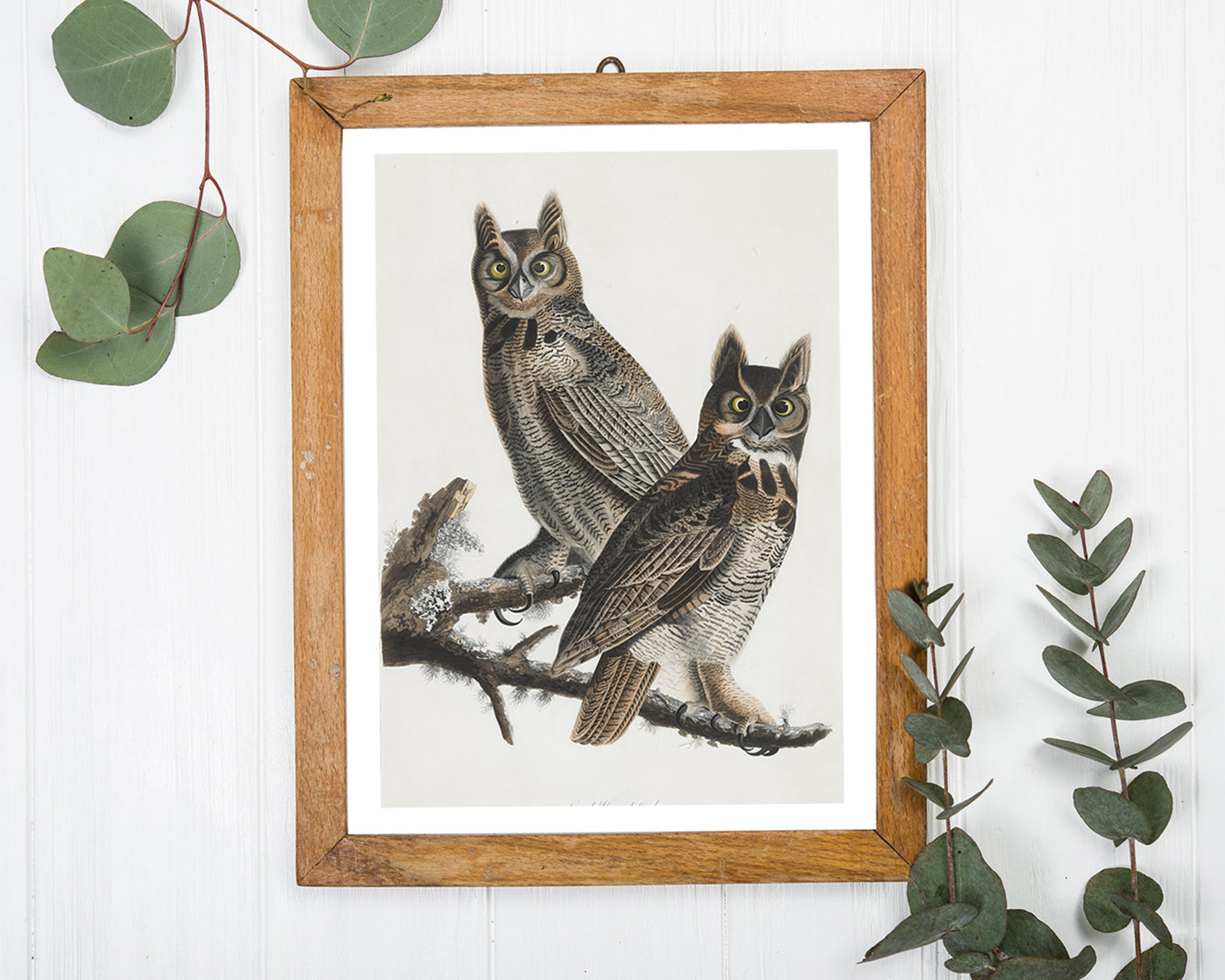 John James Audubon - Zwei Eulen