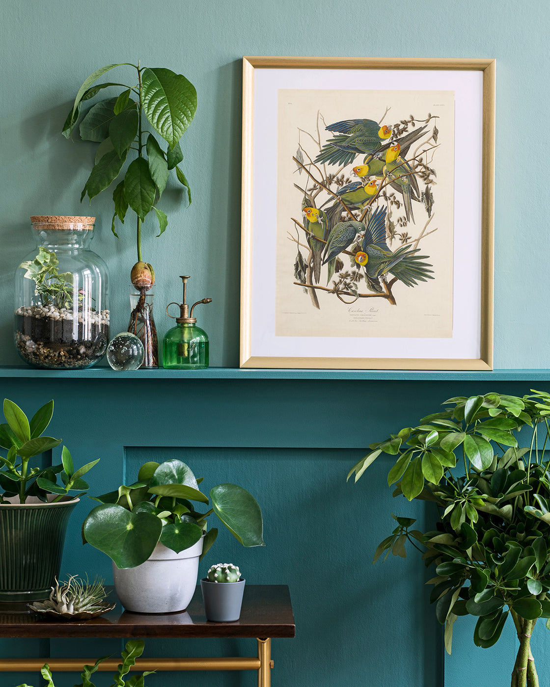 John James Audubon - Paradiesvögel