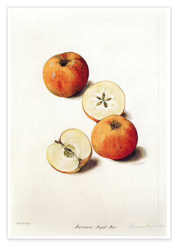 Pearmain Royal - Parmäne Apfel Hover Image