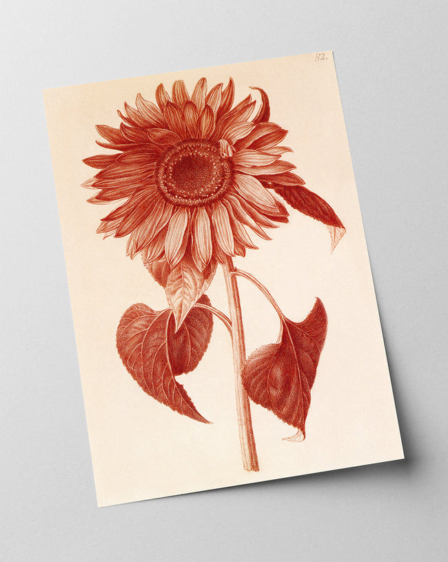 Blumenzeichnung - Sonnenblume Main Image