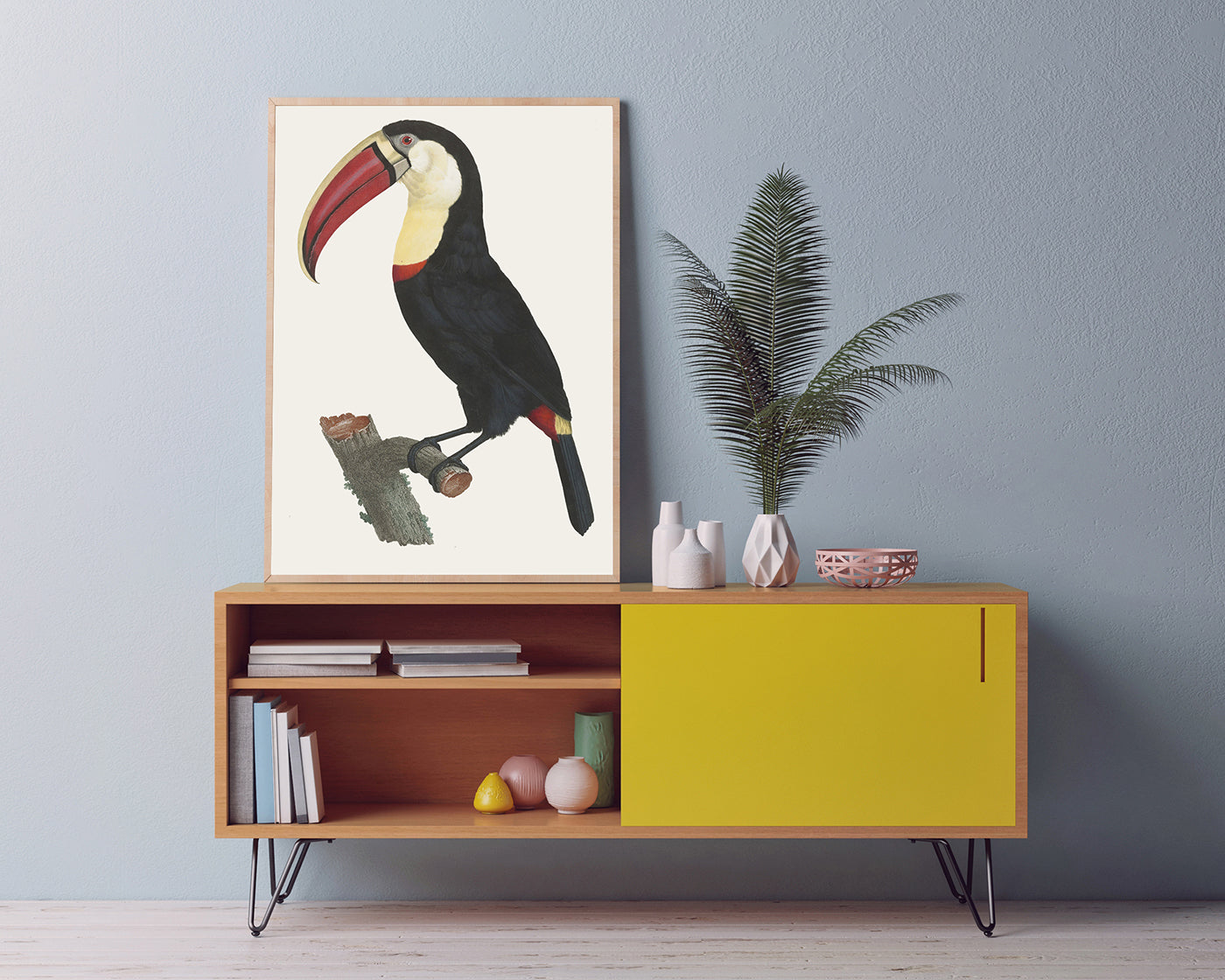 François Levaillant - Tukan Vogel