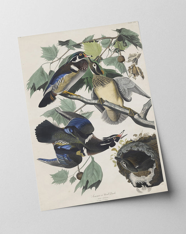 John James Audubon - Enten auf Baum Main Image