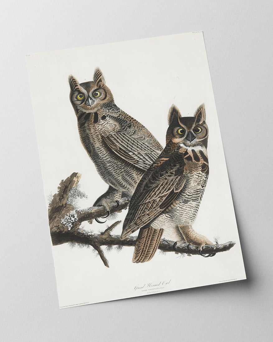 John James Audubon - Zwei Eulen