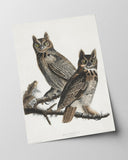 John James Audubon - Zwei Eulen