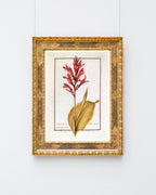 Arundo Indica - Pfahlrohr mit roten Blüten