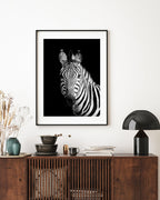 Zebra auf schwarzem Hintergrund