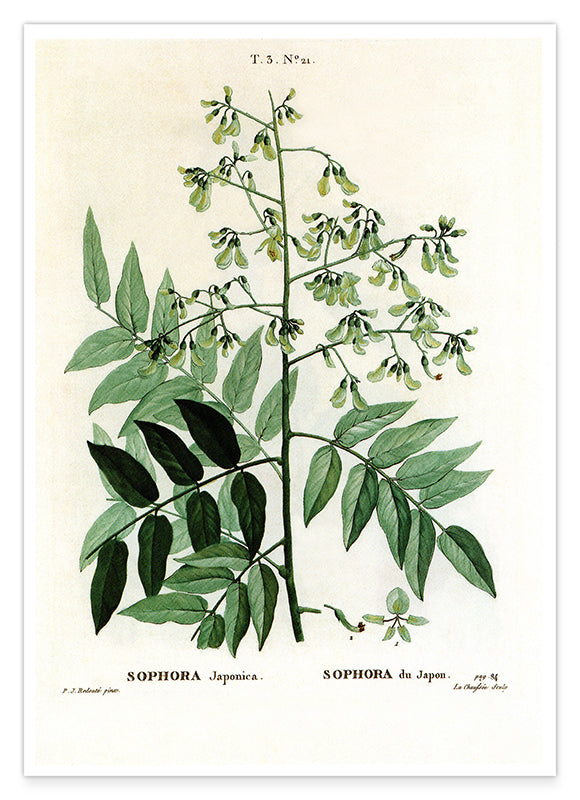Sophora Japonica - Schnurbaum Hover Image