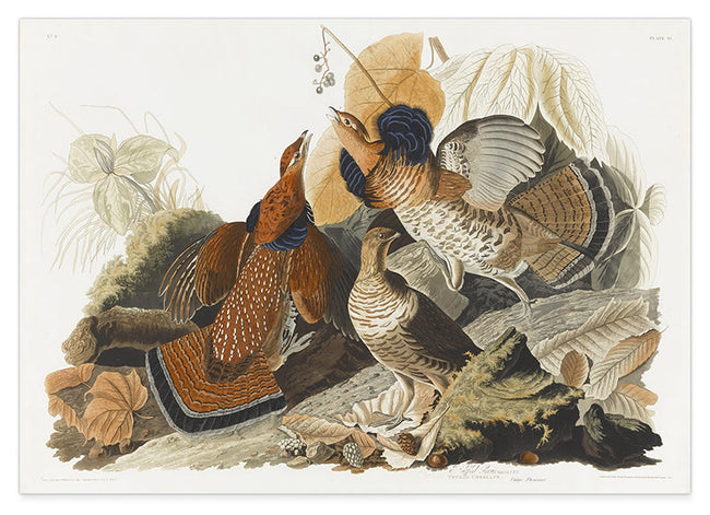 John James Audubon - Rebhühner auf Nahrungssuche Hover Image