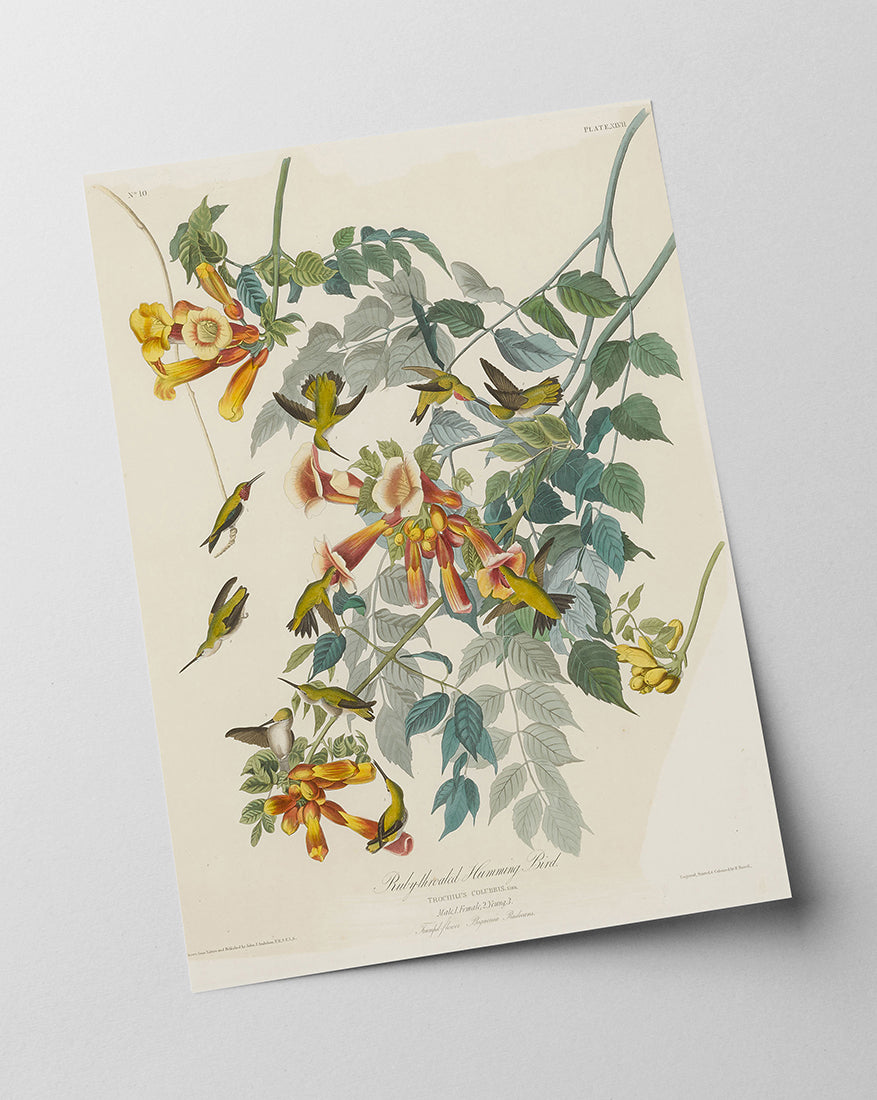 John James Audubon - Kolibris auf Nektarsuche