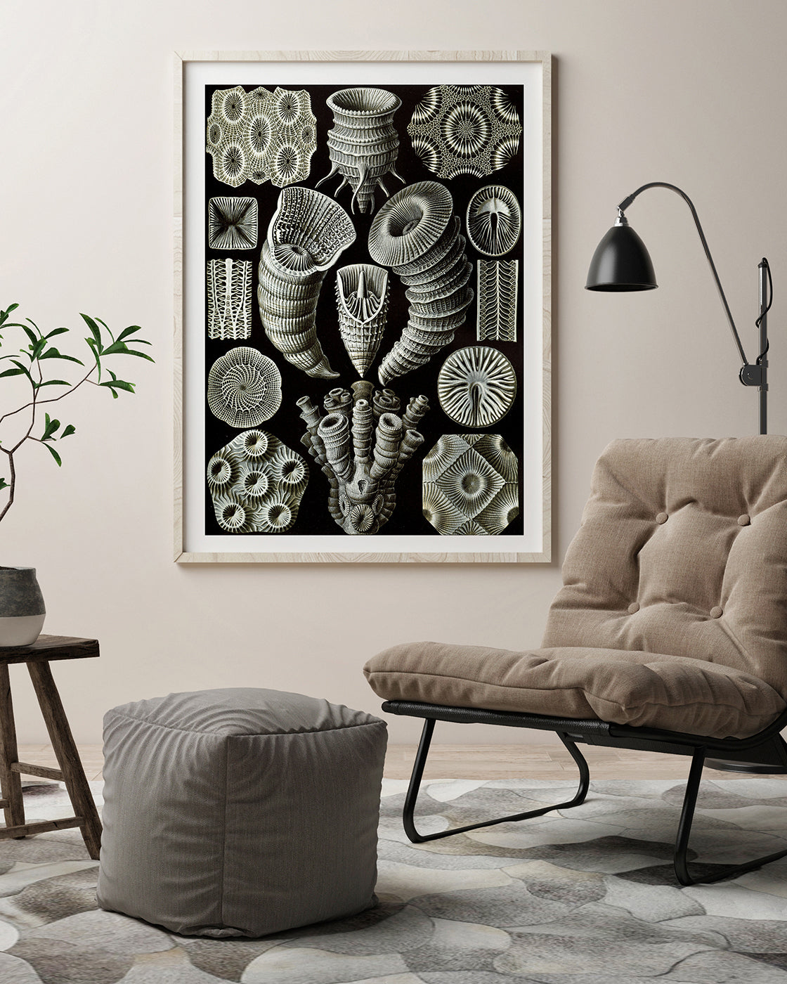 Ernst Haeckel - Kunstformen des Meeres