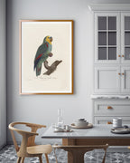 François Levaillant - Paradiesvogel