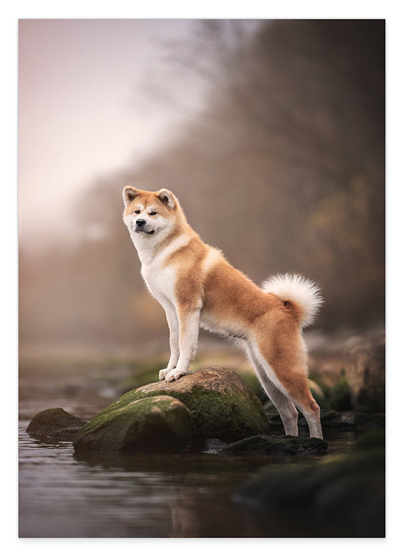 Akita Inu am Wasser Hover Image